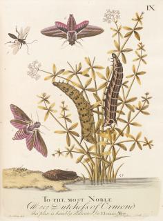 Eleazar Albin - A natural history of English insects, 1735, contemporary calf