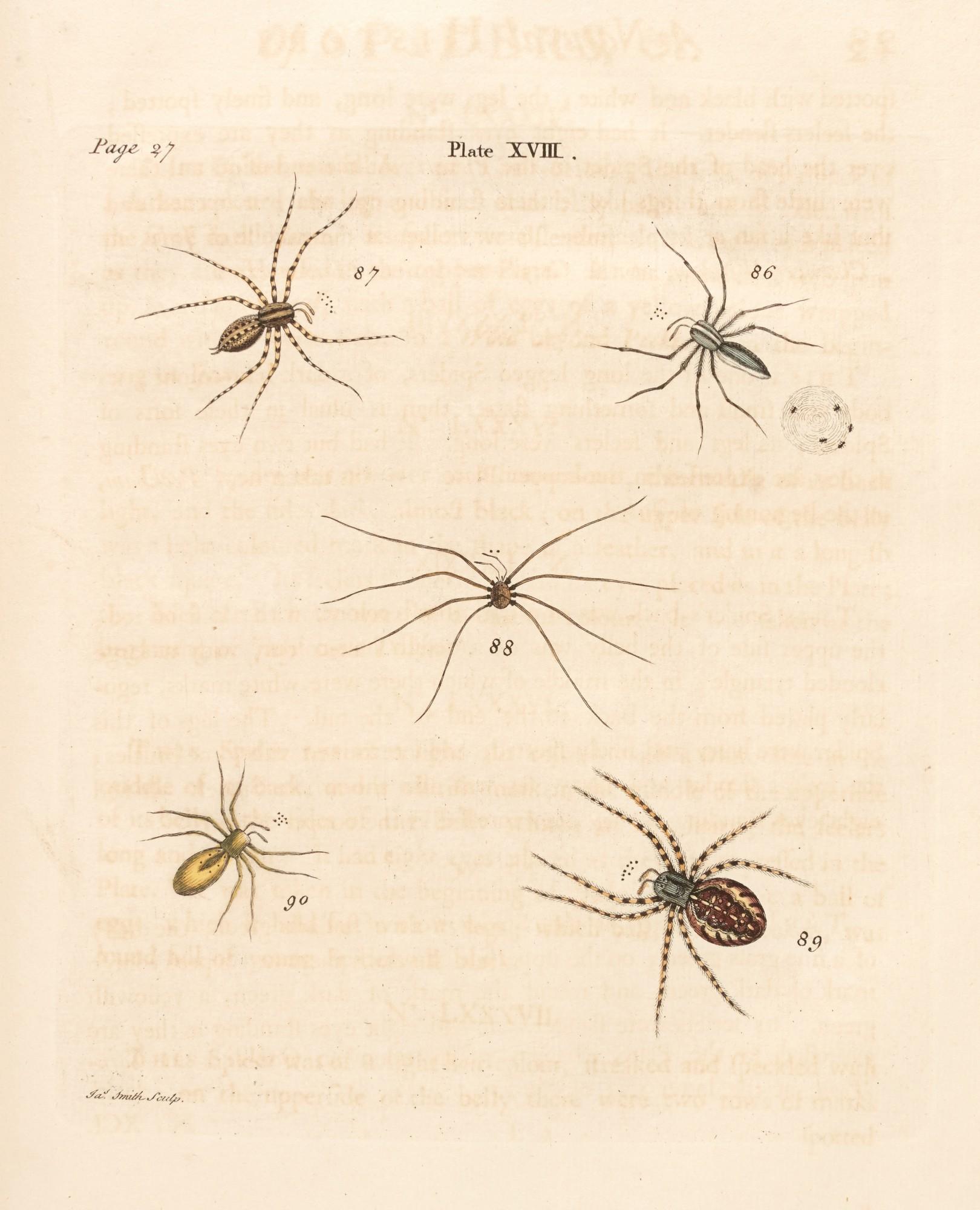 Eleazar Albin - A natural history of spiders, and other curious insects, 1736, contemporary calf gilt