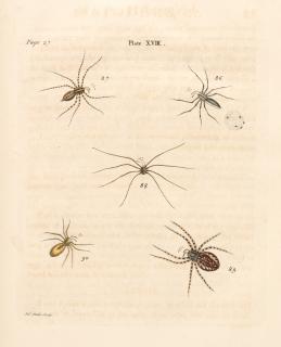 Eleazar Albin - A natural history of spiders, and other curious insects, 1736, contemporary calf gilt