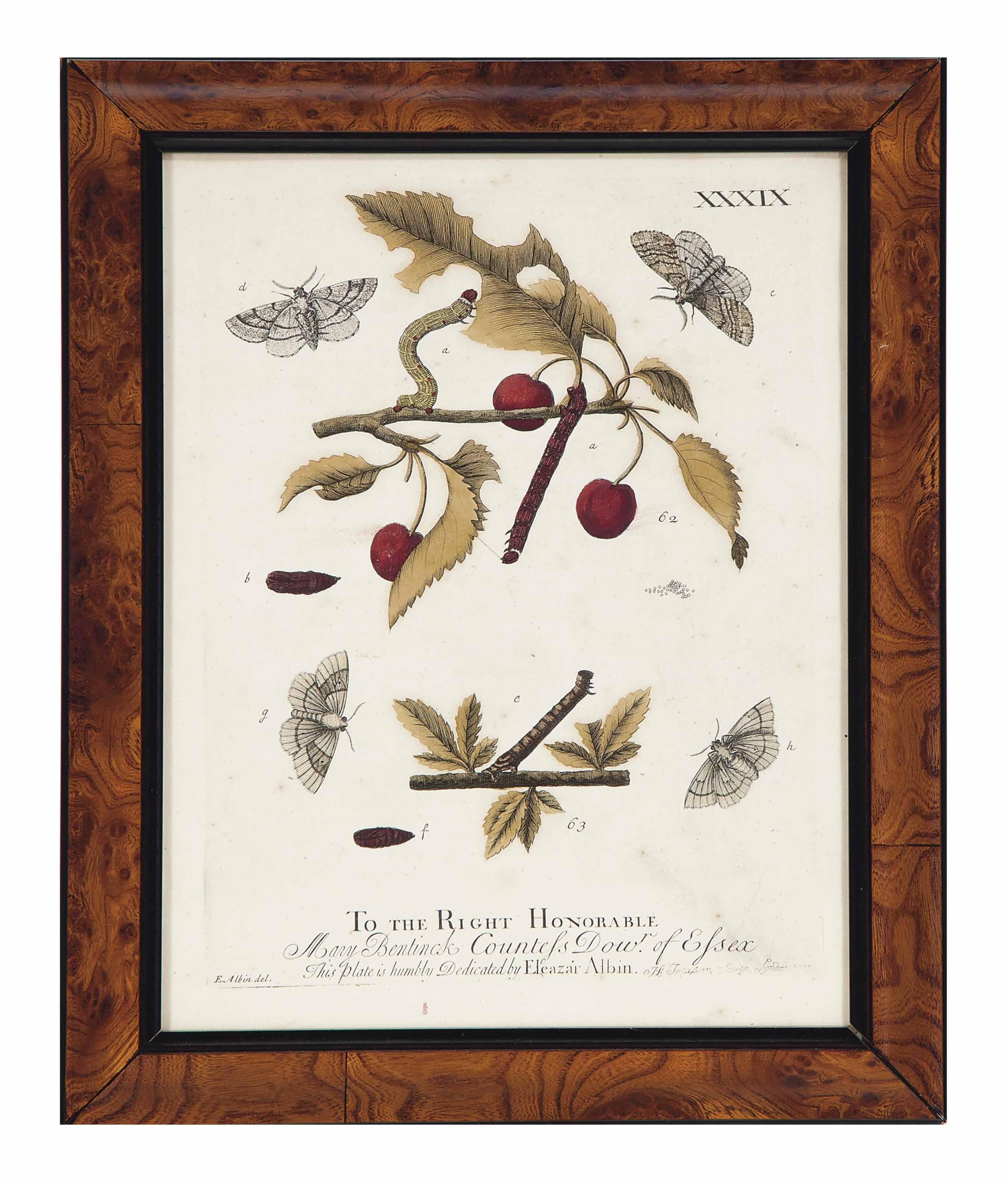 Eleazar Albin - [Moths and Butterflies]: Two Plates