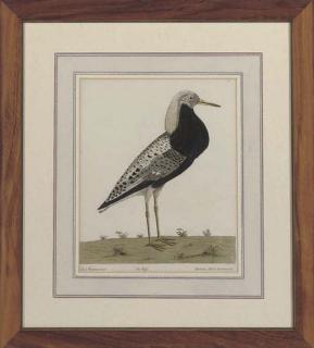 Eleazar Albin - The Ruff; The Bunting; The Royston Crow; The White web footed Gull; The Cornish Chough; The Cock Greenland Dove; and The cloven footed Gull