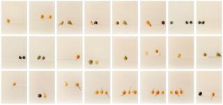 Elger Esser - Kürbisse