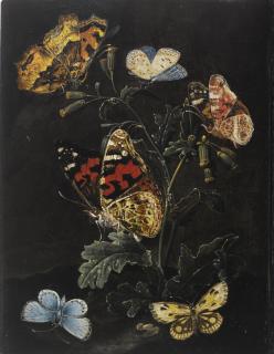 Elias Van Den Broeck - Forest Floor Still Life With Butterflies