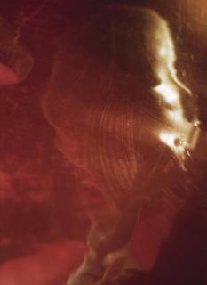 Elinor Milchan - Untitled #4 (From Portraits Of The Soul Series)