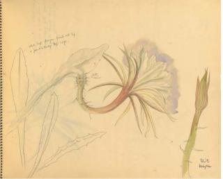 Eliot Hodgkin - A Sketchbook of Near Fifty Floral And Figure Studies