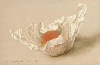 Eliot Hodgkin - Apricot in Paper
