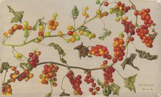 Eliot Hodgkin - Bryony