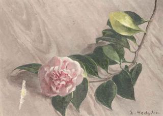 Eliot Hodgkin - Camelia (recto), Wild grass (verso)