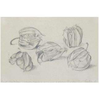 Eliot Hodgkin - Cape Gooseberries