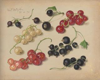 Eliot Hodgkin - Currants