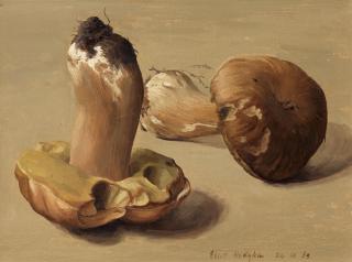 Eliot Hodgkin - Edible Toadstools