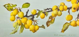 Eliot Hodgkin - Golden Crab Apples