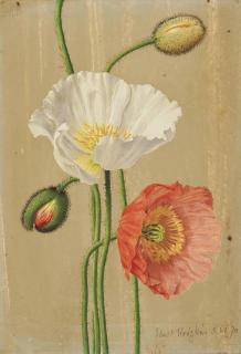 Eliot Hodgkin - Iceland poppies