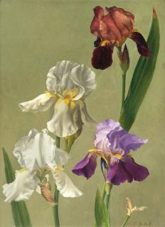 Eliot Hodgkin - Irises