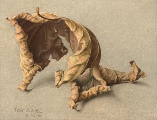 Eliot Hodgkin - Large Dead Leaf No. 2