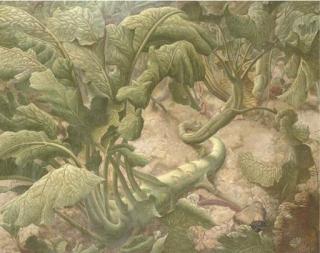 Eliot Hodgkin - Leaves And Tubers