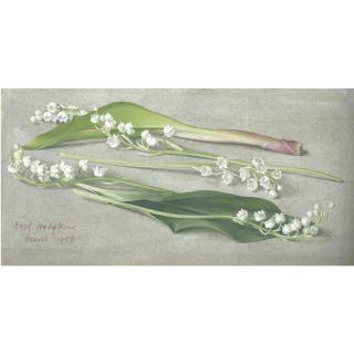 Eliot Hodgkin - Lily Of The Valley