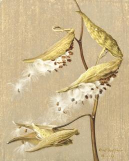 Eliot Hodgkin - Milkweed