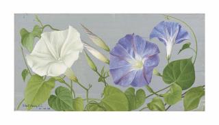 Eliot Hodgkin - Morning Glories II
