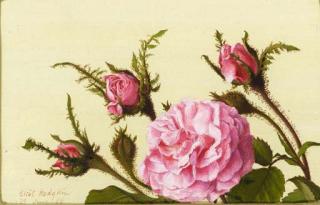 Eliot Hodgkin - Moss Roses