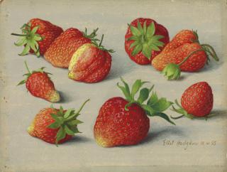 Eliot Hodgkin - Nine strawberries