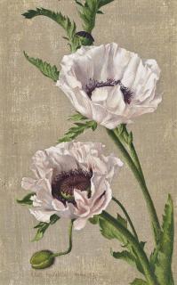 Eliot Hodgkin - Pink Poppies