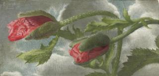 Eliot Hodgkin - Poppy Buds II