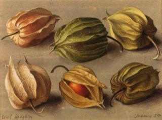 Eliot Hodgkin - Six cape gooseberries