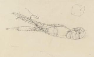 Eliot Hodgkin - Study Of A Prawn