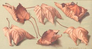 Eliot Hodgkin - Study of dried Leaves