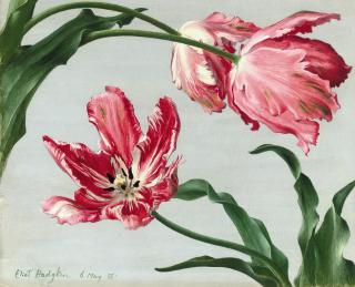 Eliot Hodgkin - Three Pink Tulips