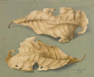 Eliot Hodgkin - Two Chestnut Leaves