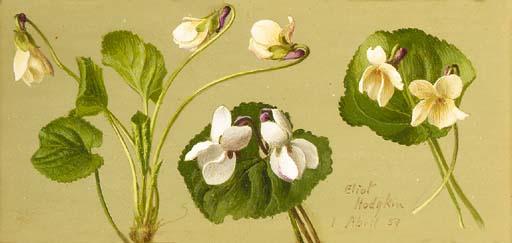 Eliot Hodgkin - Violets II