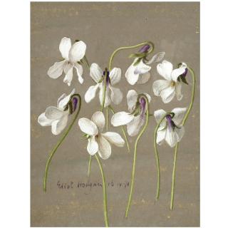 Eliot Hodgkin - White Violets