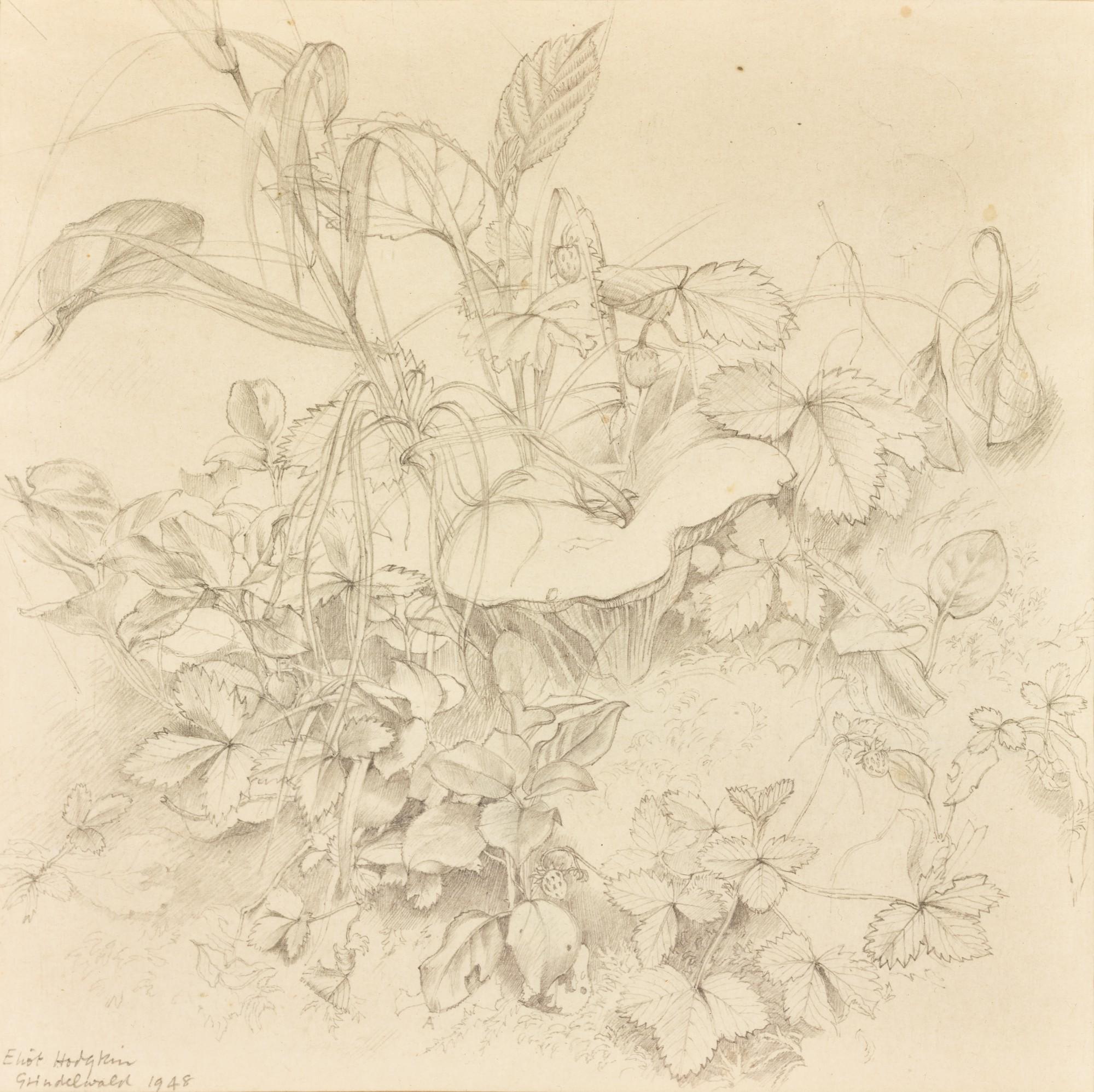 Eliot Hodgkin - Wild Strawberries