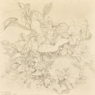 Eliot Hodgkin - Wild Strawberries