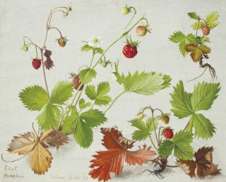Eliot Hodgkin - Wild strawberries