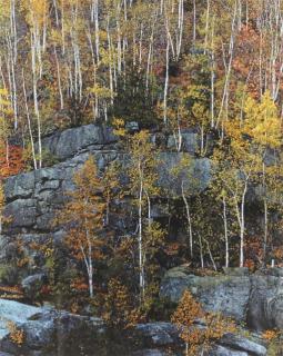 Eliot Porter - Birch Trees on Cliff no. 3, 1963; and Dogwood and Oak Trees no. 5, 1968