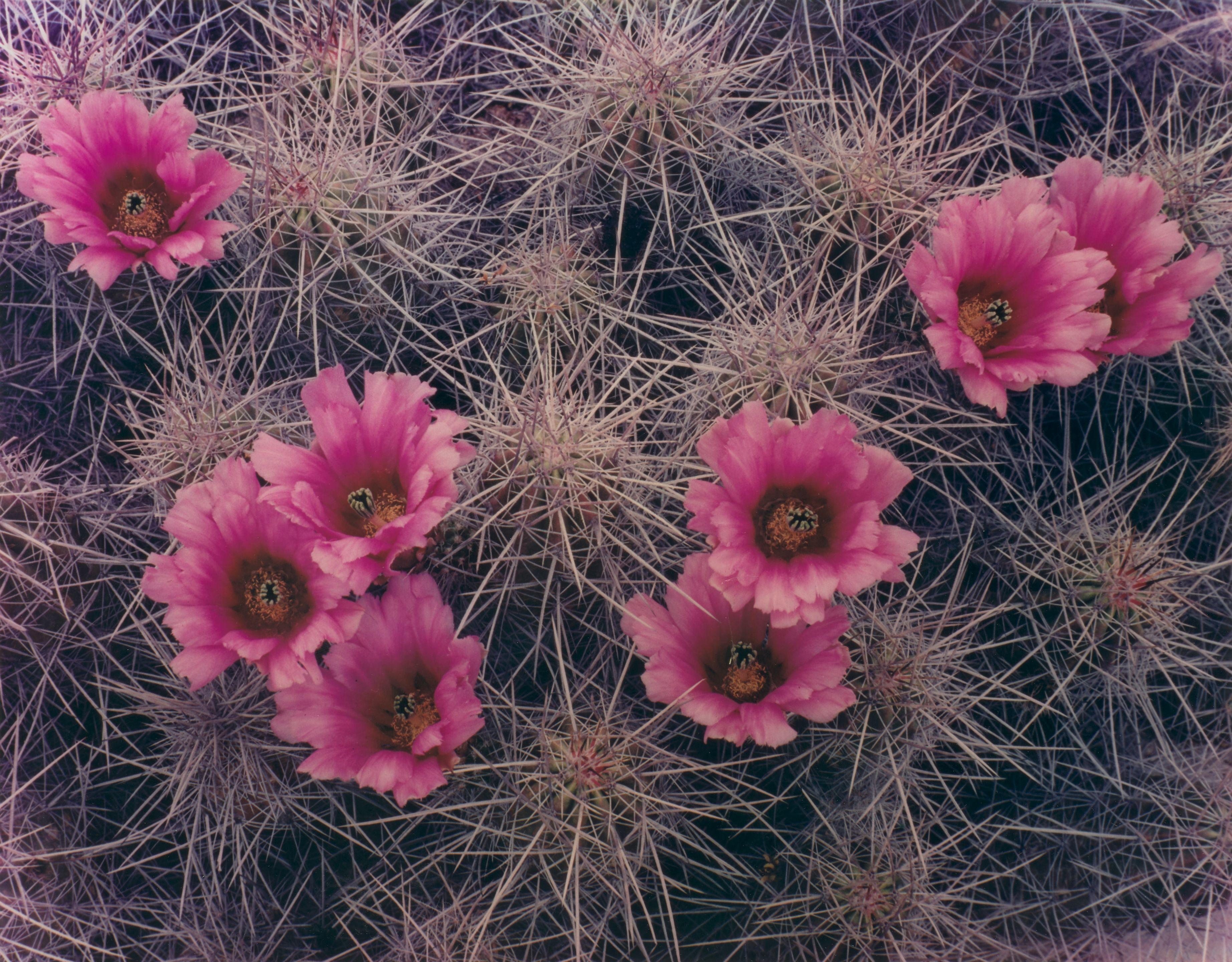 Eliot Porter - \'Cactus Blossoms, Big Bend, Texas\' and \'Flowers and Stump, Zion National Park, Utah\'