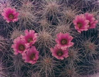 Eliot Porter - \'Cactus Blossoms, Big Bend, Texas\' and \'Flowers and Stump, Zion National Park, Utah\'