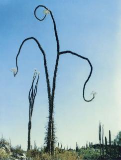 Eliot Porter - Forest Floor, Costa Rica; Boogum Tree, Baja California, 1970S
