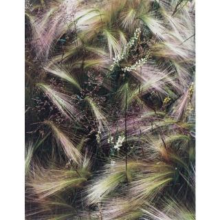 Eliot Porter - \'Foxtail Grass, Colorado\'