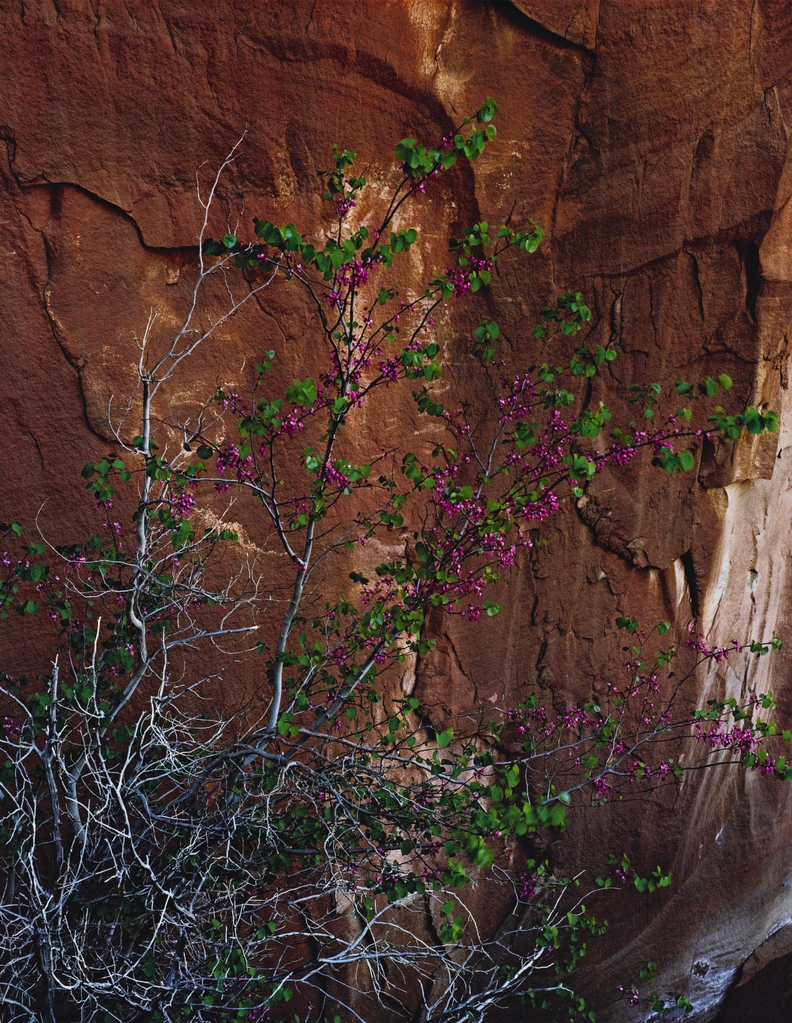 Eliot Porter - \'Glen Canyon\'