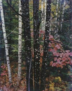 Eliot Porter - Intimate Landscapes, 1956-1977