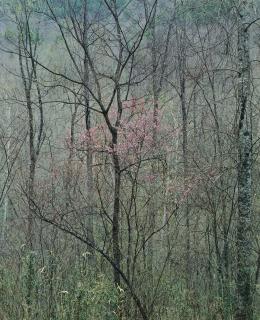 Eliot Porter - \'Intimate Landscapes\'