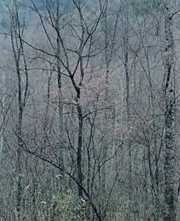 Eliot Porter - Intimate Landscapes