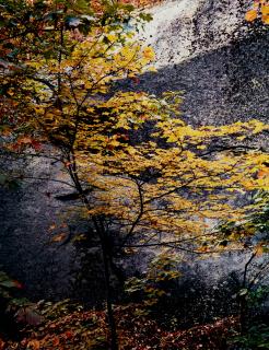 Eliot Porter - Maple Sapling, N.H., from \