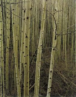 Eliot Porter - Portfolio One: The Seasons