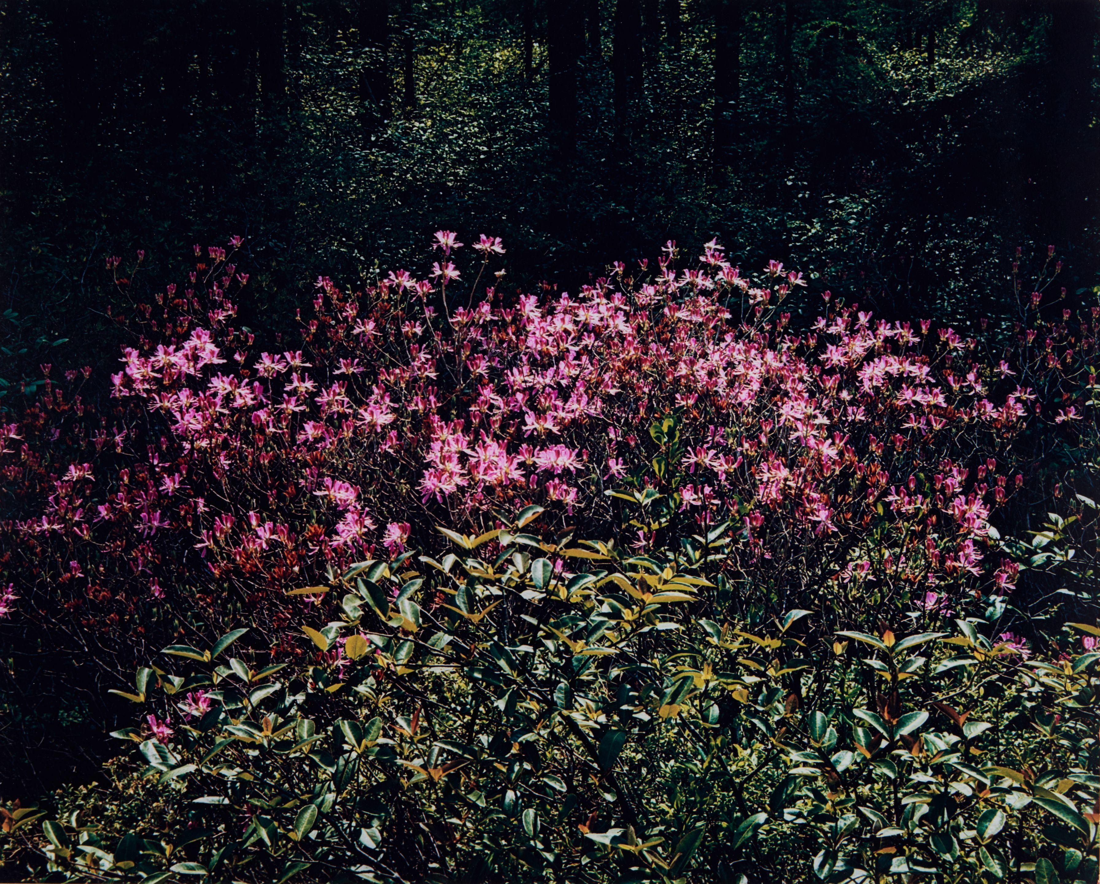 Eliot Porter - Rhodora, New Hampshire from the portfolio The Seasons