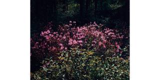 Eliot Porter - Rhodora, New Hampshire from the portfolio The Seasons